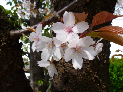 s002　2012.4.7　家の桜.jpg