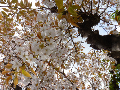 s003　2012.4.7　家の桜.jpg