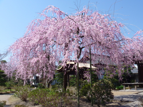 033法金剛院枝垂れ桜.JPG